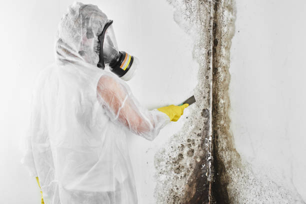 Mold Removal for HVAC Installations in Montgomeryville, PA